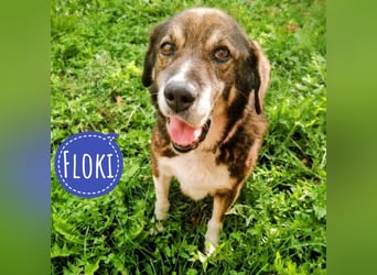 Floki eine Seele vom Hund