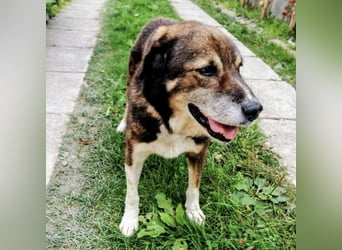 Floki eine Seele vom Hund