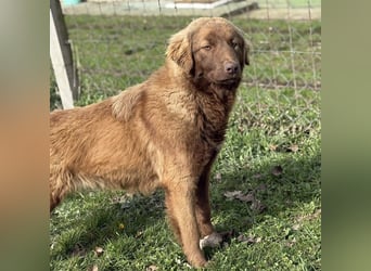 Dorina eine gutmütige liebe Hündin