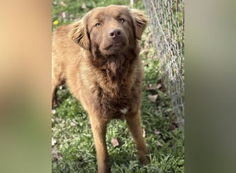 Dorina eine gutmütige liebe Hündin