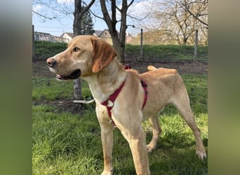 Klops ein Familienhund wartet in Tierheim