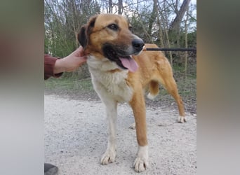 Viola ein Traumwesen