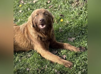 Dorina eine gutmütige liebe Hündin