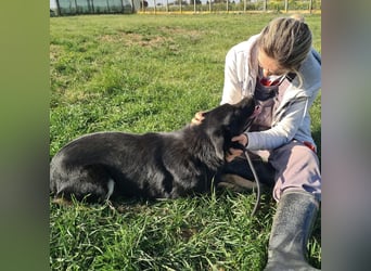 Abby eine gutmütige Seele