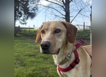 Klops ein Familienhund wartet in Tierheim