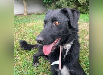 Benji ein freundlicher Schatz