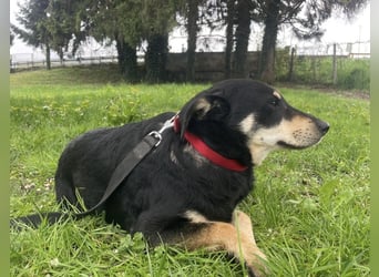 Dinko ein sanfter Engel