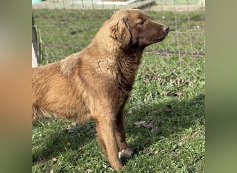 Dorina eine gutmütige liebe Hündin