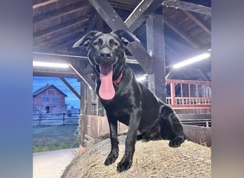 Mio ein treuer wundervoller Freund fürs Leben