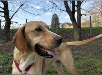 Klops ein Familienhund wartet in Tierheim