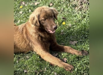 Dorina eine gutmütige liebe Hündin