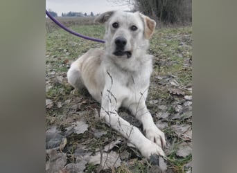 Lykos braucht seinen Mensch