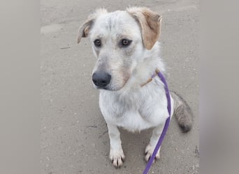 Lykos braucht seinen Mensch