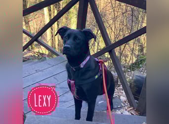 Lexy eine intelligente sportliche Hündin
