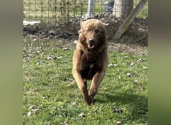 Dorina eine gutmütige liebe Hündin