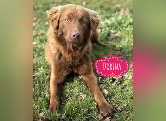 Dorina eine gutmütige liebe Hündin