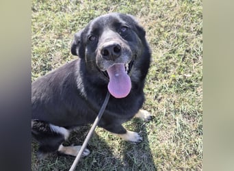 Abby eine gutmütige Seele