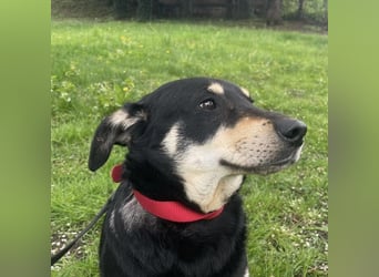 Dinko ein sanfter Engel