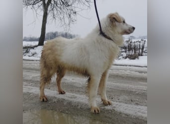 Fiona eine Schneekönigin