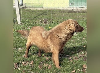 Dorina eine gutmütige liebe Hündin