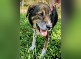 Floki eine Seele vom Hund