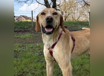 Klops ein Familienhund wartet in Tierheim