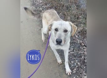 Lykos braucht seinen Mensch