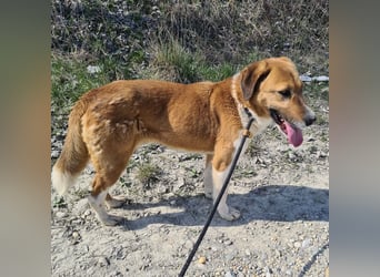 Viola ein Traumwesen