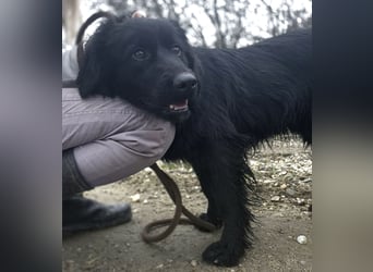 Jonte pure Lebensfreude