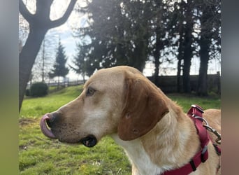 Klops ein Familienhund wartet in Tierheim