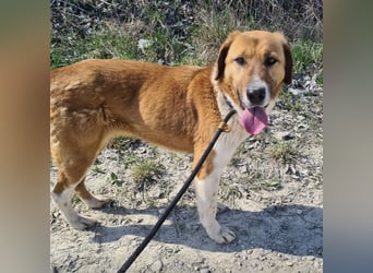 Viola ein Traumwesen