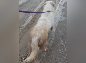 Fiona eine Schneekönigin