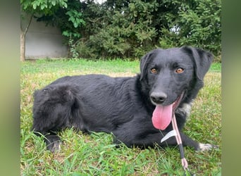 Benji ein freundlicher Schatz