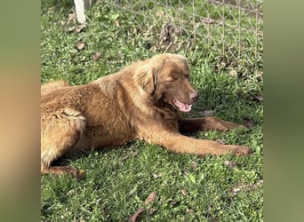 Dorina eine gutmütige liebe Hündin