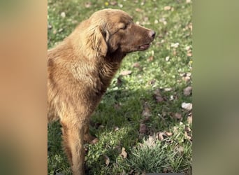 Dorina eine gutmütige liebe Hündin