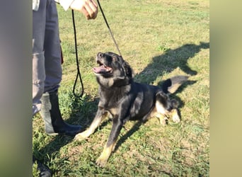 Abby eine gutmütige Seele