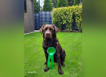 Labrador Deckrüde mit LCD-Zulassung, reinerbig chocolate, NRW