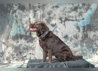 Labrador Deckrüde mit LCD-Zulassung, reinerbig chocolate, NRW