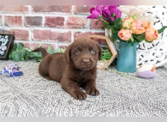 Labrador Retriever Welpen kleine Familienfreunde suchen ein Zuhause