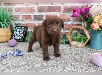 Labrador Retriever Welpen kleine Familienfreunde suchen ein Zuhause