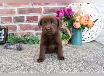 Labrador Retriever Welpen kleine Familienfreunde suchen ein Zuhause