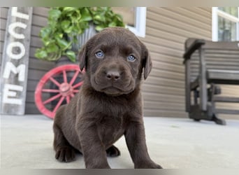 Labrador Retriever Welpen kleine Familienfreunde suchen ihr Zuhause