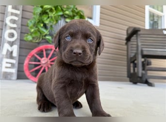 Liebevolle Labrador Retriever Welpen suchen ihre Familien