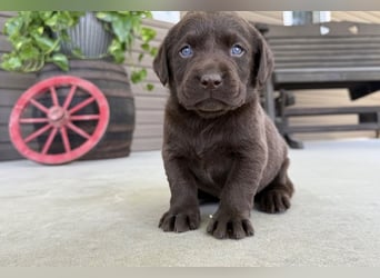 Labrador Retriever Welpen kleine Familienfreunde suchen ihr Zuhause