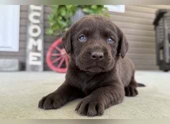 Labrador Retriever Welpen kleine Familienfreunde suchen ihr Zuhause