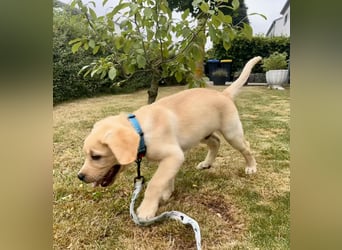 Goldig gelben Labrador Welpe (Rüde) aus kontrollierter LCD / VDH Zucht sucht ein liebevolles Zuhause