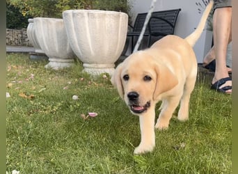 Goldig gelben Labrador Welpe (Rüde) aus kontrollierter LCD / VDH Zucht sucht ein liebevolles Zuhause