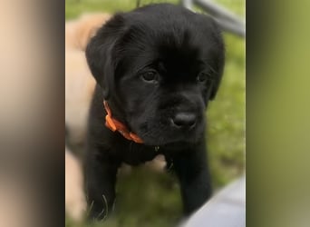 Schwarze Labradorhündin