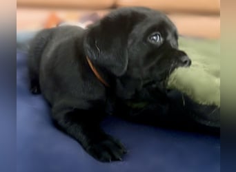 Schwarze Labradorhündin