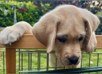 Goldig gelben Labrador Welpe (Rüde) aus kontrollierter LCD / VDH Zucht sucht ein liebevolles Zuhause